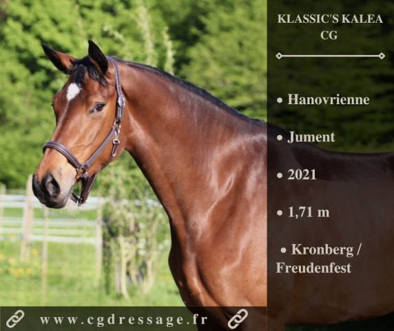 Cavalla Hanovrien In vendita 2021 Baio ,  Kronberg