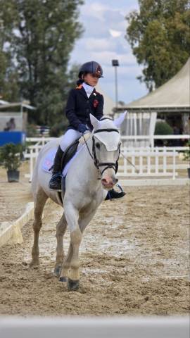 Vedo pony completista