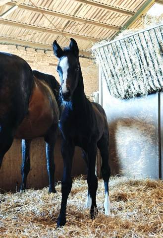 Puledra Sella Francese In vendita 2025 Nero ,  helios d'helby