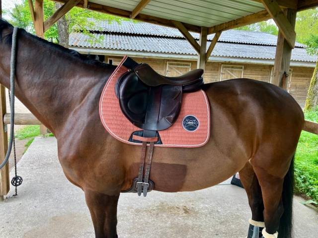 Sella da salto ostacoli Childeric  18" - 2022