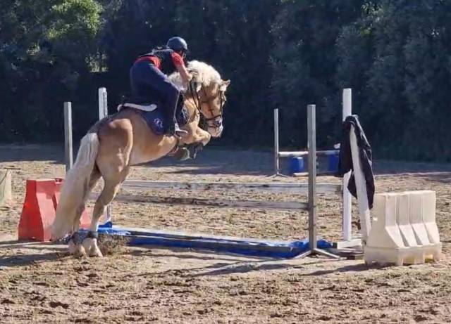 Doppio pony halfinger castrone con certificati d'origin