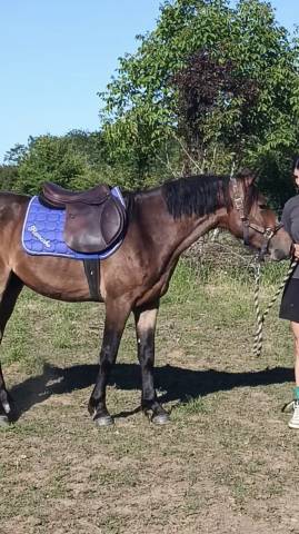 Sella mista Forestier  17.5" - 2019