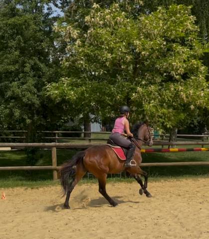 Castrone Trottatore Francese In vendita 2020 Baio
