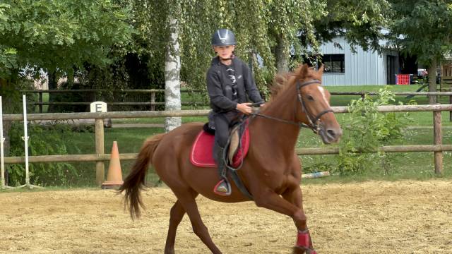 Cavalla Trottatore Francese In vendita 2019 Sauro