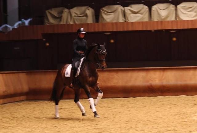 Cavalla Hanovrien In vendita 2016 Baio scuro ,  don juan de hus