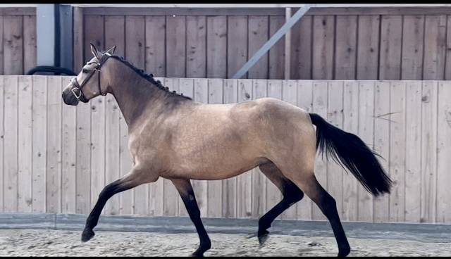 Cavalla PFS Pony Francese da Sella In vendita 2020 Isabella ,  Dumbledor