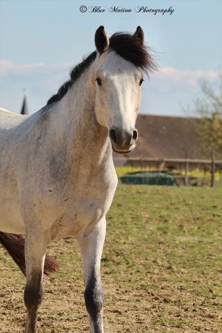 Intero PFS Pony Francese da Sella In vendita 2021 Grigio ,  Dumbledor