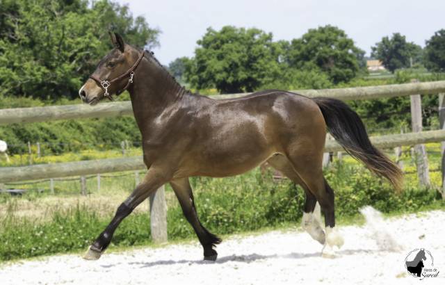 Castrone PFS Pony Francese da Sella In vendita 2023 Baio scuro ,  all star goudalie