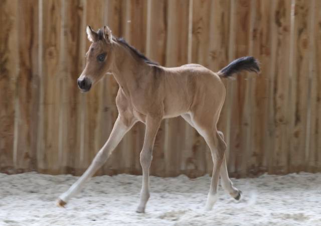 Castrone Welsh Part Bred In vendita 2025 Isabella ,  KEIZERSKROON EDISON