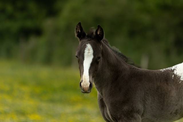 Puledro Appaloosa In vendita 2025 Nero ,  THE MIRACLE FINE