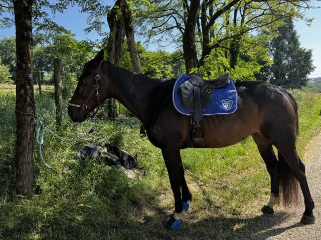 Sella da salto ostacoli  Flex on 17" - 2022