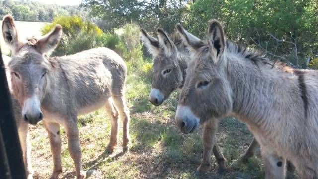 Asno Provence In vendita 2022 Grigio