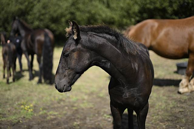 Puledro Frisone In vendita 2025 Nero ,  Maurus 441,Stb sport