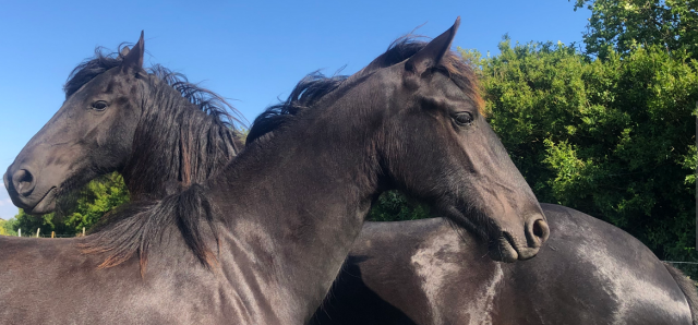 Puledra Frisone In vendita 2024 Nero ,  Epke 474, Sport Elite AAA