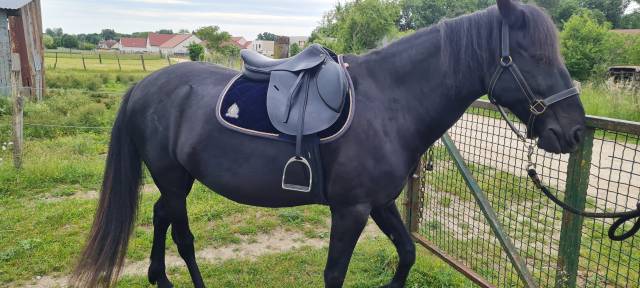 Sella mista Mondange  17.5" - 2018