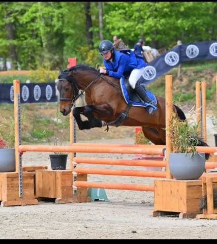 Castrone Welsh Poney (Sezione D), Welsh Cob  In vendita 2018 Baio ,  Kador du tillia