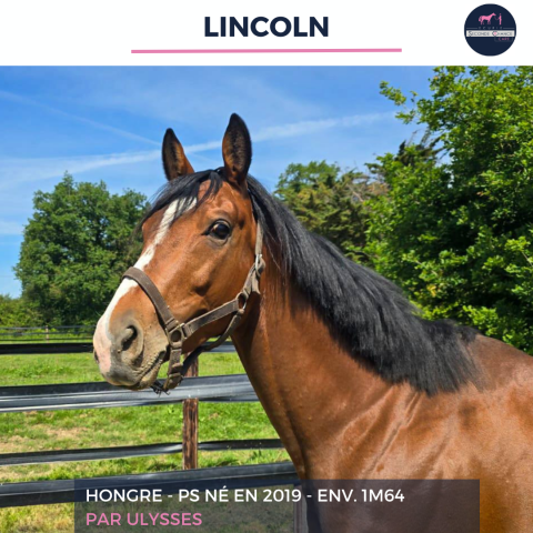 Castrone Purosangue In vendita 2019 Baio ,  ULYSSES
