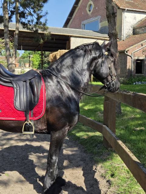 Sella da dressage Equipe  17.5" - 2014