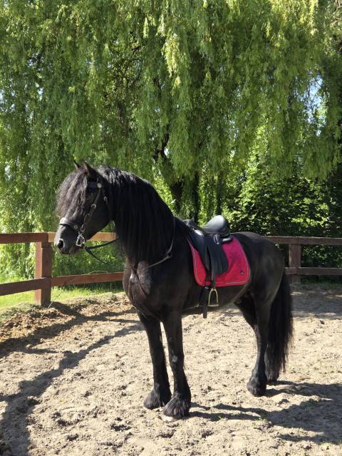 Sella da dressage Equipe  17.5" - 2014