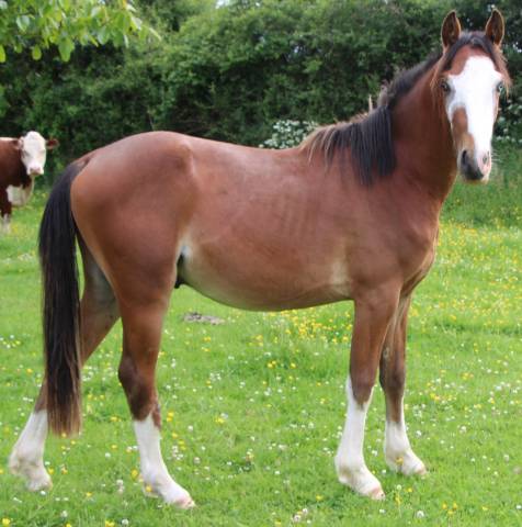 Intero PFS Pony Francese da Sella In vendita 2023 Baio ,  GREATSTAR EMBET TILIA