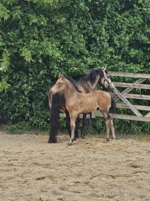 Puledro PFS Pony Francese da Sella In vendita 2025 Isabella ,  Ganay de choc