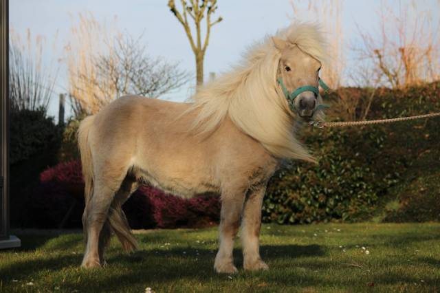 Stallone Shetland In vendita 2022 Altro colore ,  stjernens waston