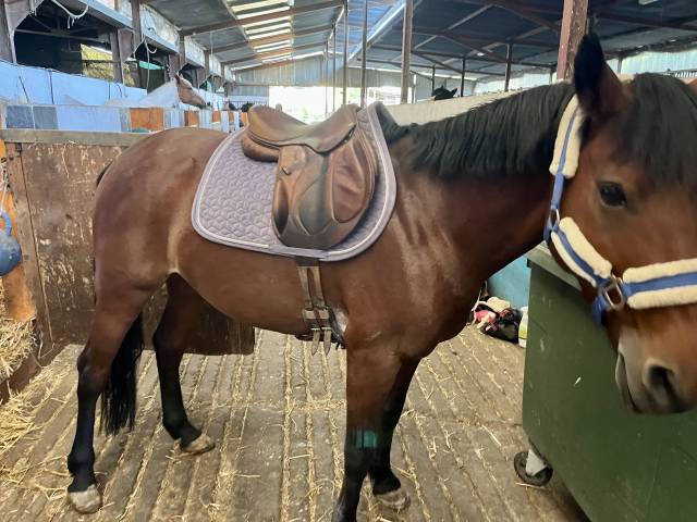 Altra sella Devoucoux Chiberta 17" - 2012