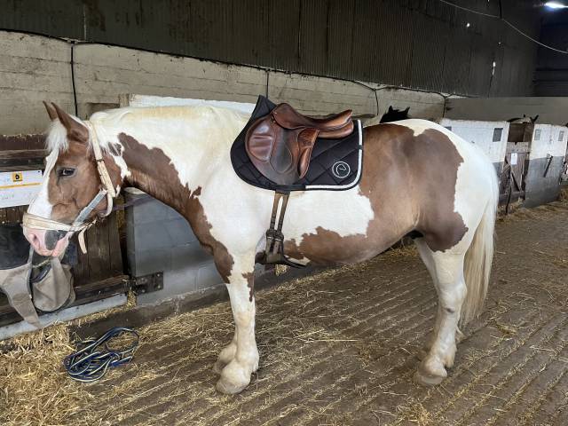 Altra sella Devoucoux Chiberta 17" - 2012