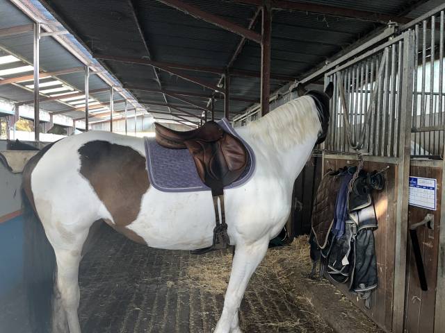 Altra sella Devoucoux Chiberta 17" - 2012