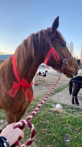 Cavallo Affidabile per Passeggiate, Lavoro o Competizio