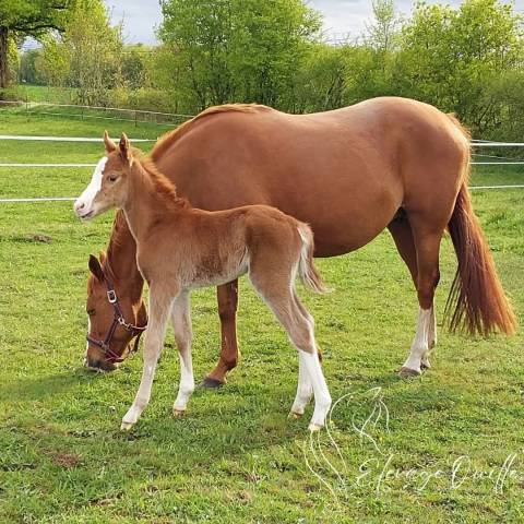 Castrone Welsh Part Bred In vendita 2025 Sauro ,  JANPETE TOUCH OF CLASS