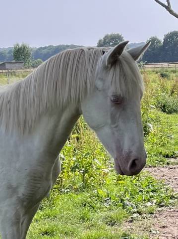 Puledro Altre Razze di Pony In vendita 2024 Perlino