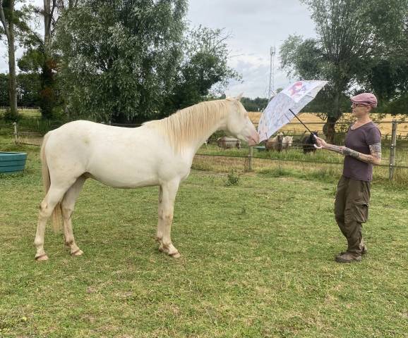 Castrone Altre Razze di Pony In vendita 2024 Perlino
