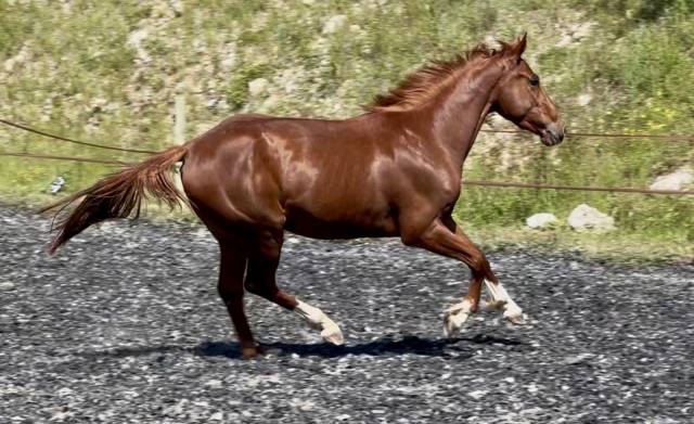 Cavalla Sella Francese In vendita 2022 Sauro ,  papillon de l'odyssee