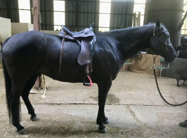 Sella da trekking Prestige Italia  17" - 2017