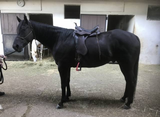 Sella da trekking Prestige Italia  17" - 2017