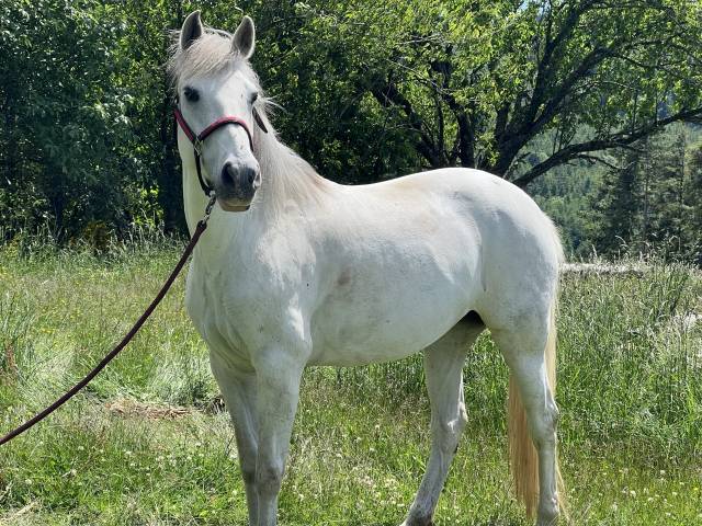 Cavalla Lusitano In vendita 2012 Grigio