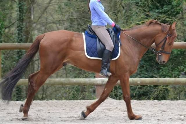 Sella da dressage Devoucoux  17.5" - 2015