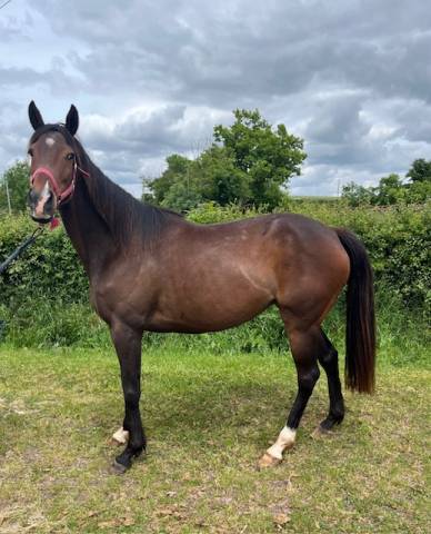 Fattrice Purosangue In vendita 2019 Baio ,  Whipper