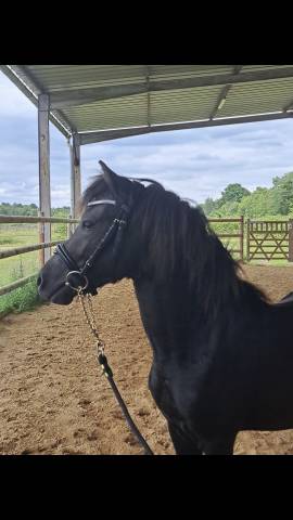 MUFFIN D'ASH - Dartmoor 2022