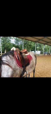 Sella mista Tolga  17.5" - 2015