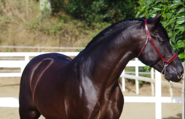 Castrone PRE Andaluso In vendita 2014 Nero ,  FRESCACHON II