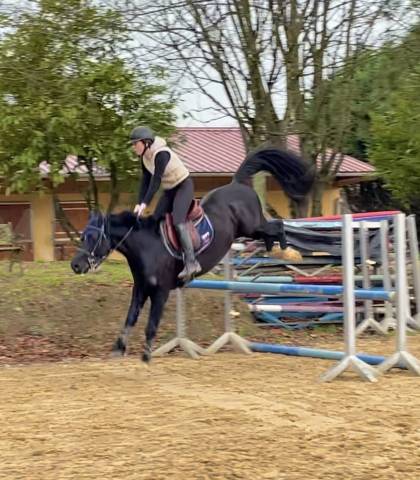Castrone Welsh Poney (Sezione D), Welsh Cob  In vendita 2019 Nero
