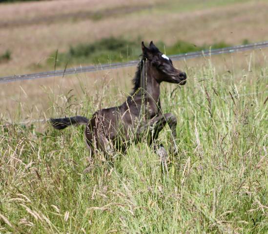 Puledro Arabo In vendita 2025 Nero ,  Black Shivas
