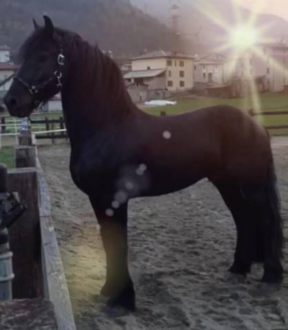 Stupendo Stallone Frisone