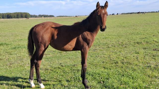 Puledra Sella Francese In vendita 2025 Baio ,  Joker d'Euskadi