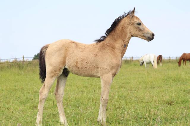 Puledro PFS Pony Francese da Sella In vendita 2025 Isabella ,  Usandro Tilia Derlenn