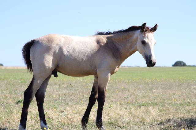 Puledro PFS Pony Francese da Sella In vendita 2025 Isabella ,  Usandro Tilia Derlenn
