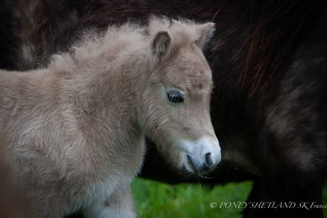 Puledro Shetland In vendita 2025 Palomino ,  KEL STAR DU CENTAURE