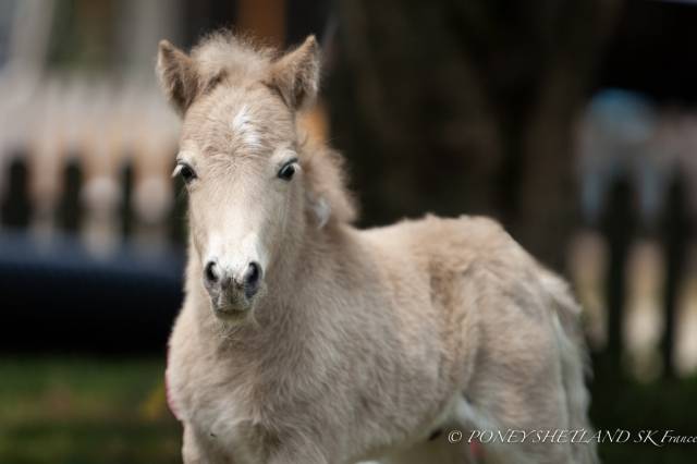 Puledro Shetland In vendita 2025 Palomino ,  KEL STAR DU CENTAURE